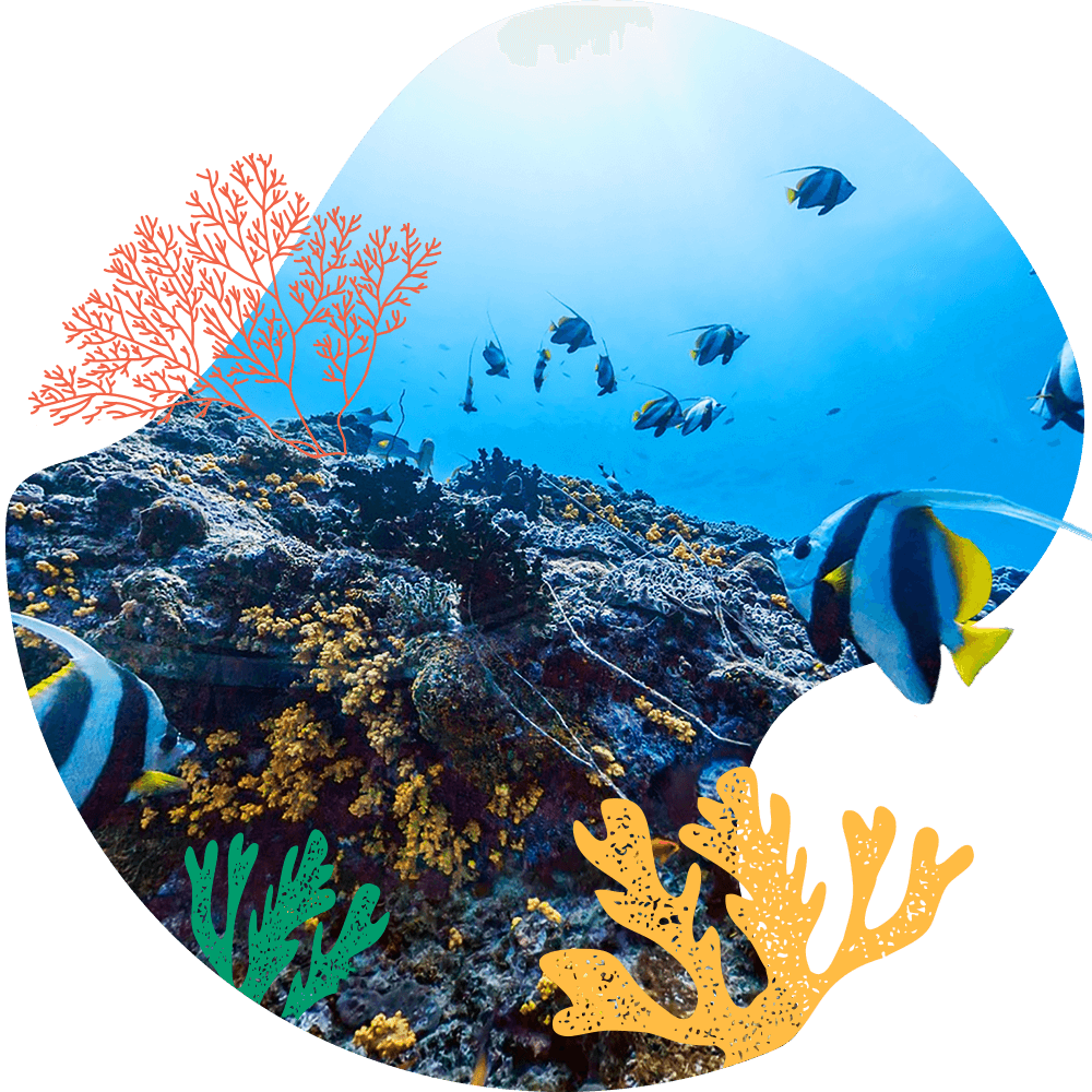 Coral Reef
